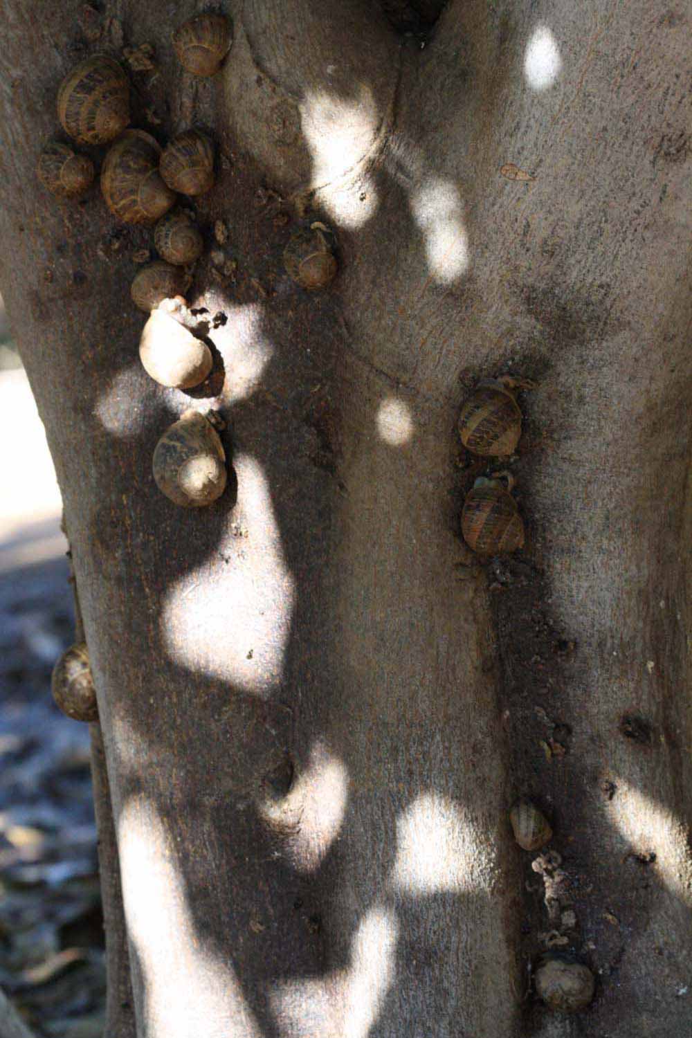            Bark (Riverside, CA)   